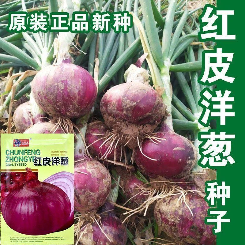 红皮洋葱种子四季播红皮黄皮洋葱籽阳台高产菜园种子