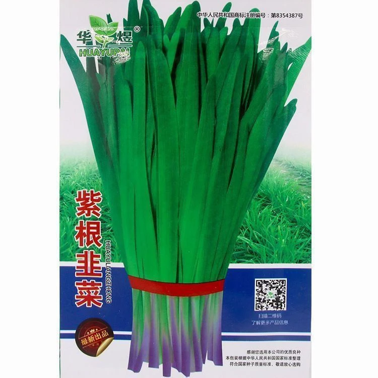 紫根韭菜种子红根韭菜大宽叶韭菜籽蔬菜籽四季耐热盆阳台