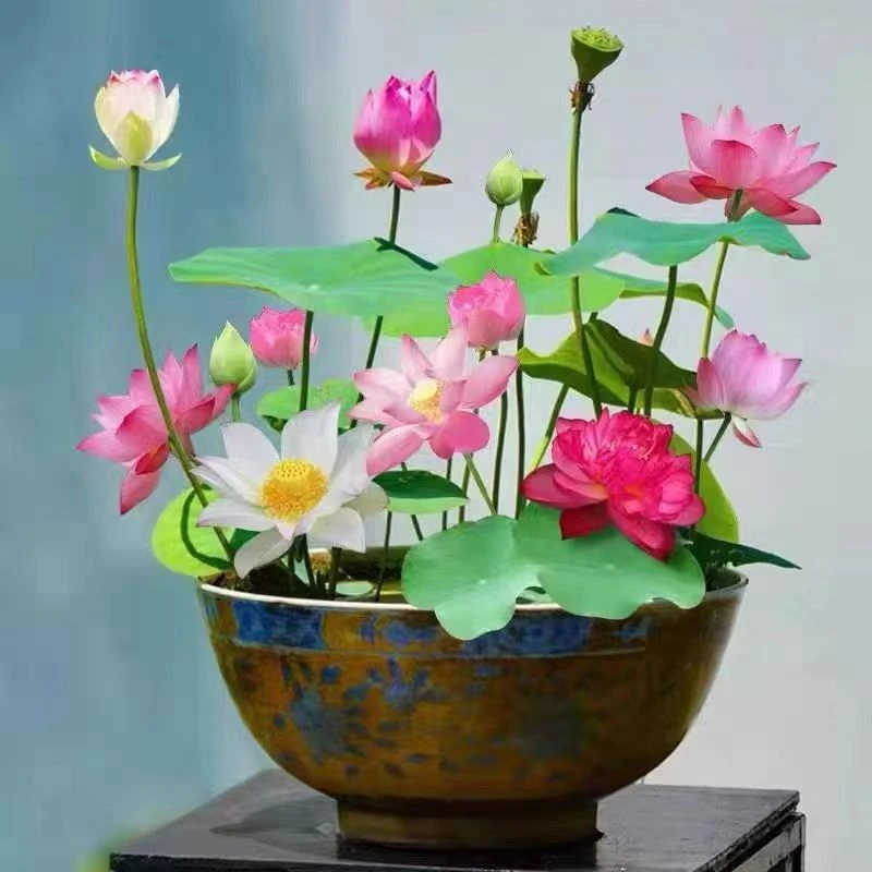 【苞对版】四季碗莲荷花水养莲花藕莲开花水培植物室内阳耐寒秋种