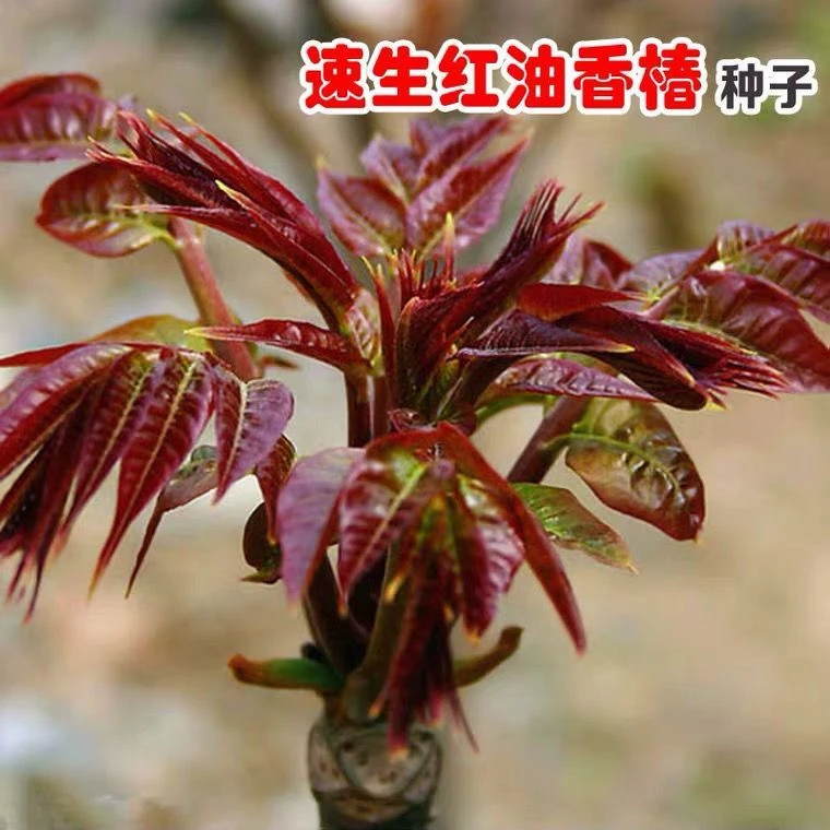红油香椿钟子耐寒抗旱香椿树种子高产春夏秋菜园蔬阳台