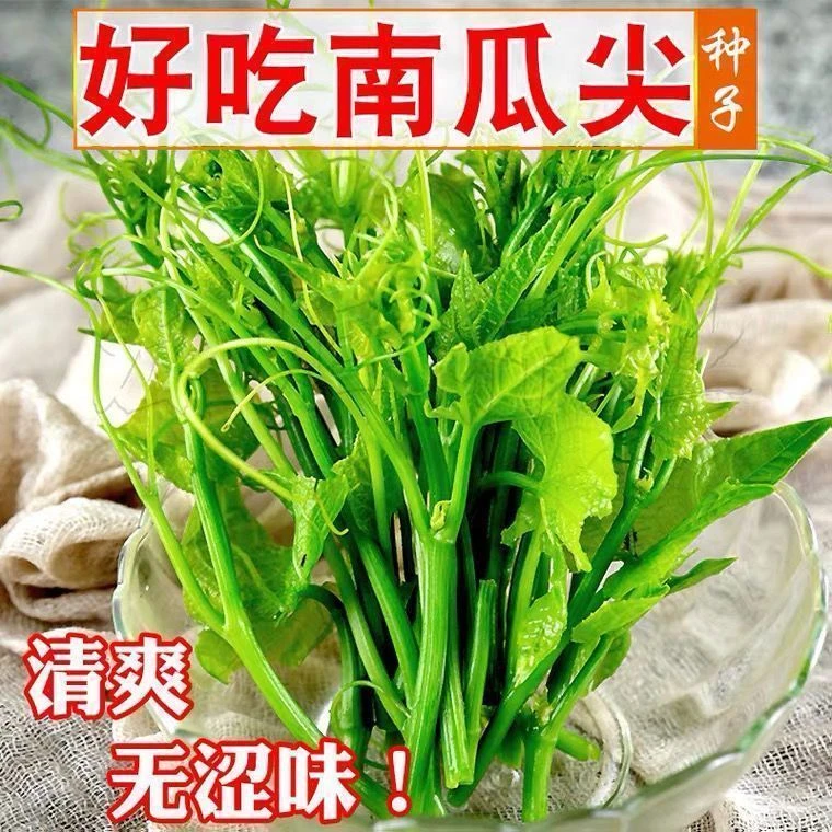 无毛南瓜尖种子南瓜颠种子质地春夏秋冬柔软无苦涩四季蔬菜种阳台