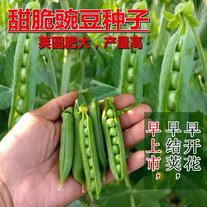 甜脆豌豆种子四季高产豌豆种籽台湾长寿豆耐寒秋冬季阳台