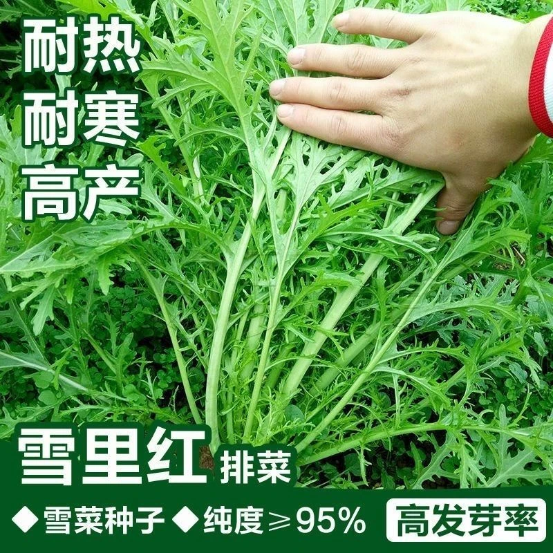 雪里红种子细叶雪里蕻 农家雪菜籽春不老蔬菜种耐寒秋