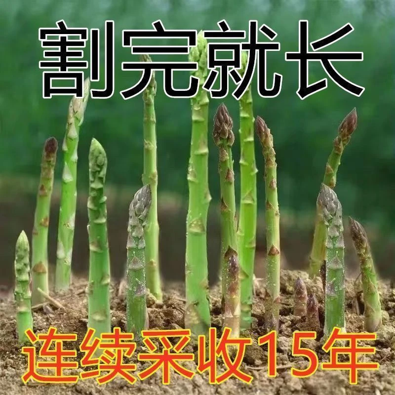 芦笋种子四季种植蔬菜之王进口绿芦笋种籽抗热耐寒高阳台