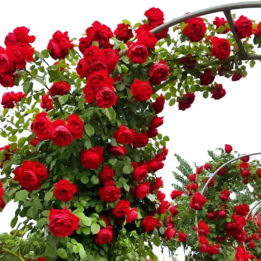 （蒂娜大花朵）爬藤月季蔷薇庭院种植四季开花正红色