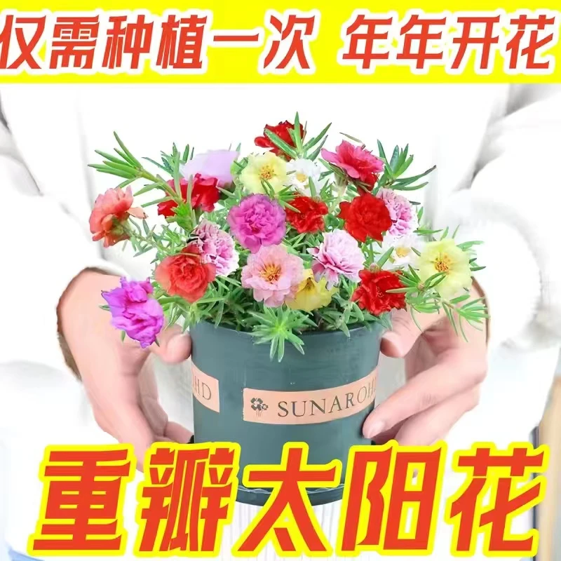 重瓣太阳花种子四家开花种子死不了花种子简单易种花卉春季种植