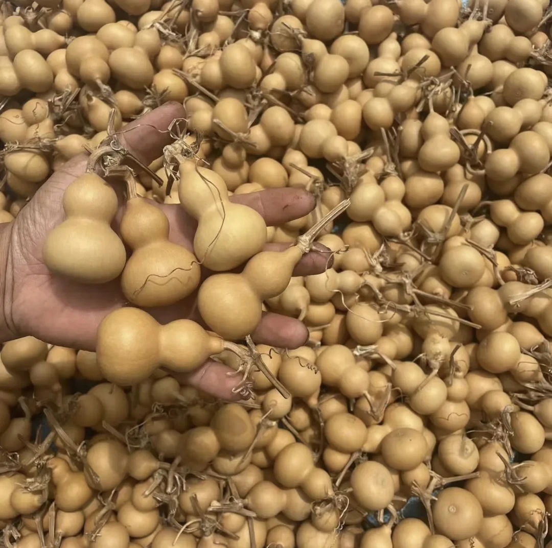 精品天然小葫芦直播专属链接（不保龙头  完美主义者慎拍）