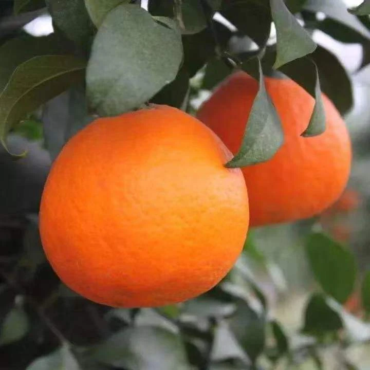 天草柑橘苗天草桔橙苗天草杂柑苗天草蜜桔苗嫁接树苗