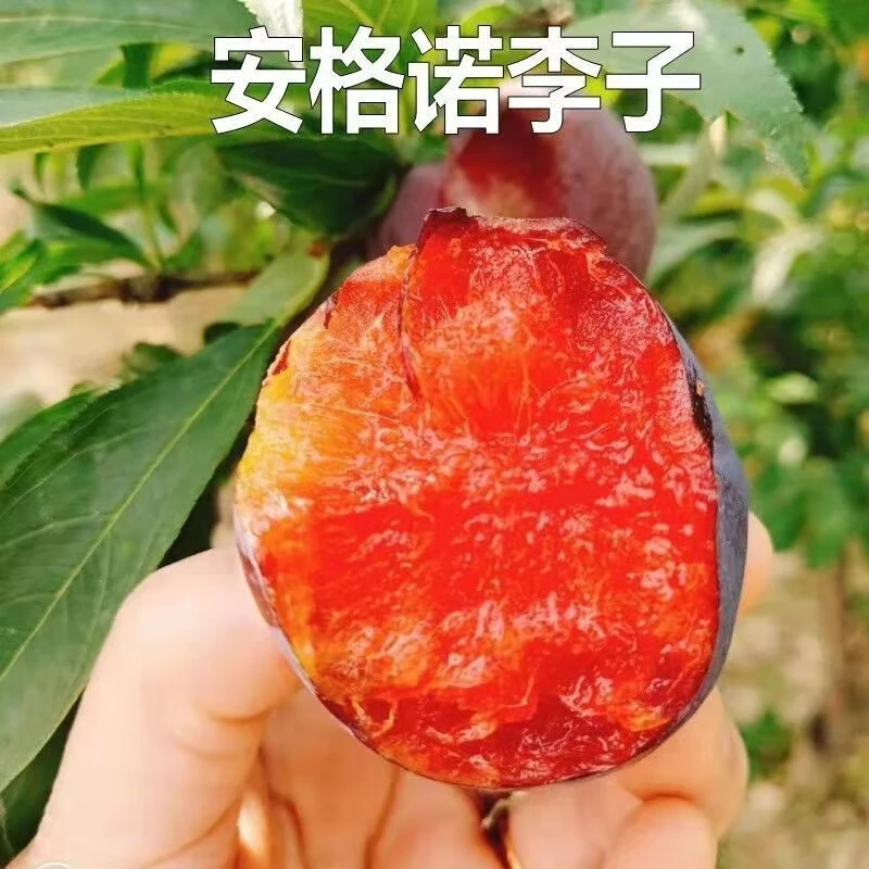 新品种果树苗黑皮红心李子树苗安哥诺李子苗嫁接苗南方北方种植当