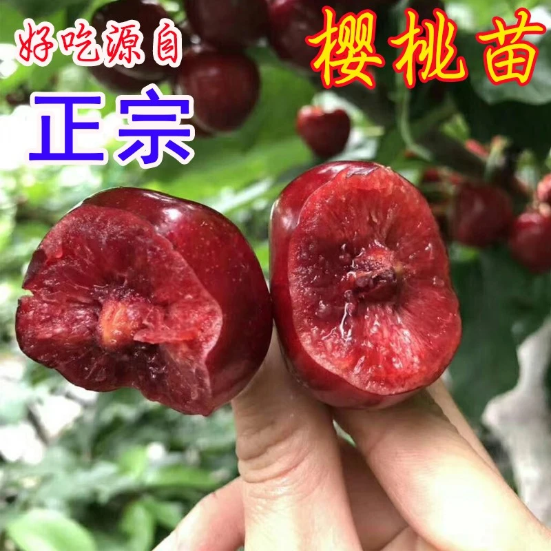 车厘子树苗新品种大樱桃树苗嫁接苗美早樱桃苗地栽南方北方种植