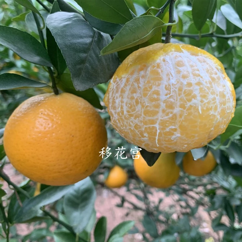 皇帝柑桔子树苗 贡柑橘子果树苗 嫁接南方种植当年结果庭院盆地栽
