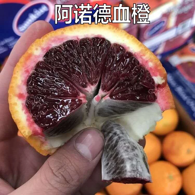 新品种意大利阿诺德血橙树苗玫瑰香味大橙子树苗南方种植当年结果
