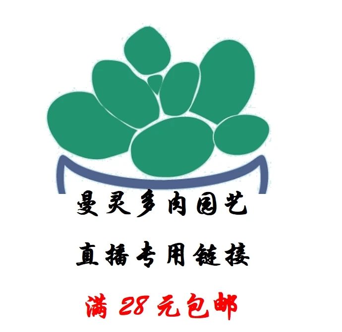 3月29日A561-A640一物一拍3-5cm精控多肉群生不包整