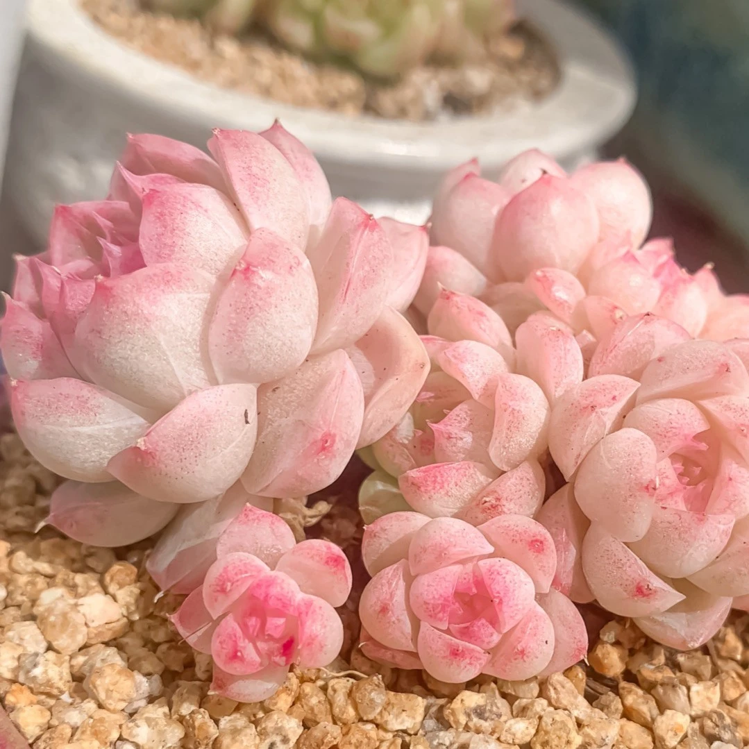 11月30日1049一1096物一拍3-5cm精控多肉不带盆