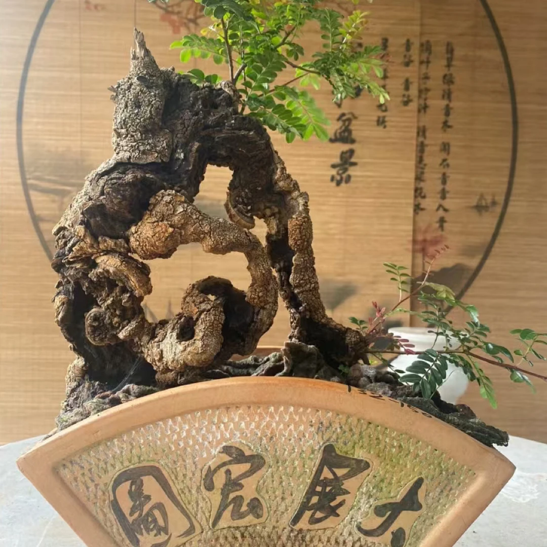 ［清香阁］红芽清香木盆景 尖叶木樨榄 云南小石积 （一物一拍）