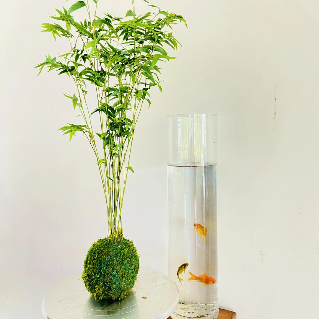 米竹观音竹观赏竹子室内客厅好养桌面绿植四季常青