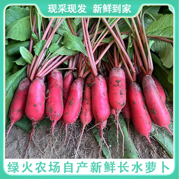 【长水萝卜】1斤长水萝卜/密云绿火农场直发/新鲜采摘/新鲜蔬菜/现摘现发樱桃萝卜