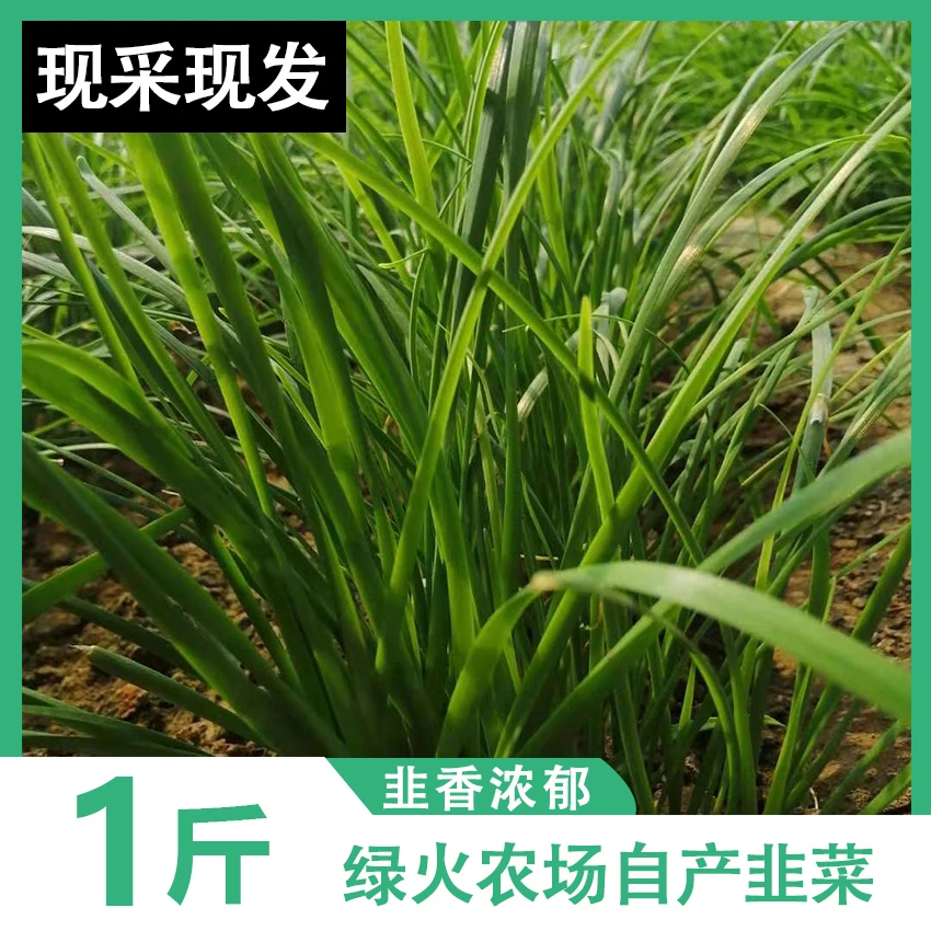【韭菜1斤】绿火基地直发/新鲜/健康/安心绿色蔬菜韭菜