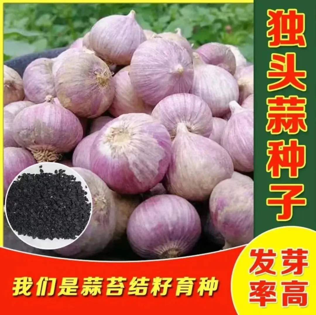 不生虫菜种子农家独头蒜种子红皮四季紫皮大蒜苗种籽种植蒜苔盆栽