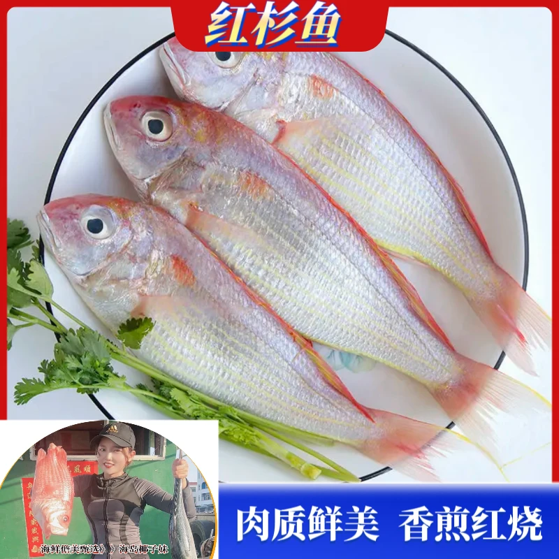 【红杉鱼】海南本港码头新鲜捕捞 肉质鲜嫩