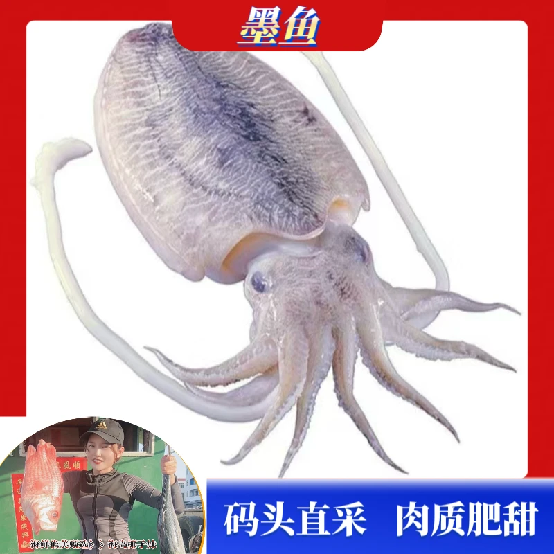 【墨鱼】海南渔港新鲜海鲜 白灼清甜