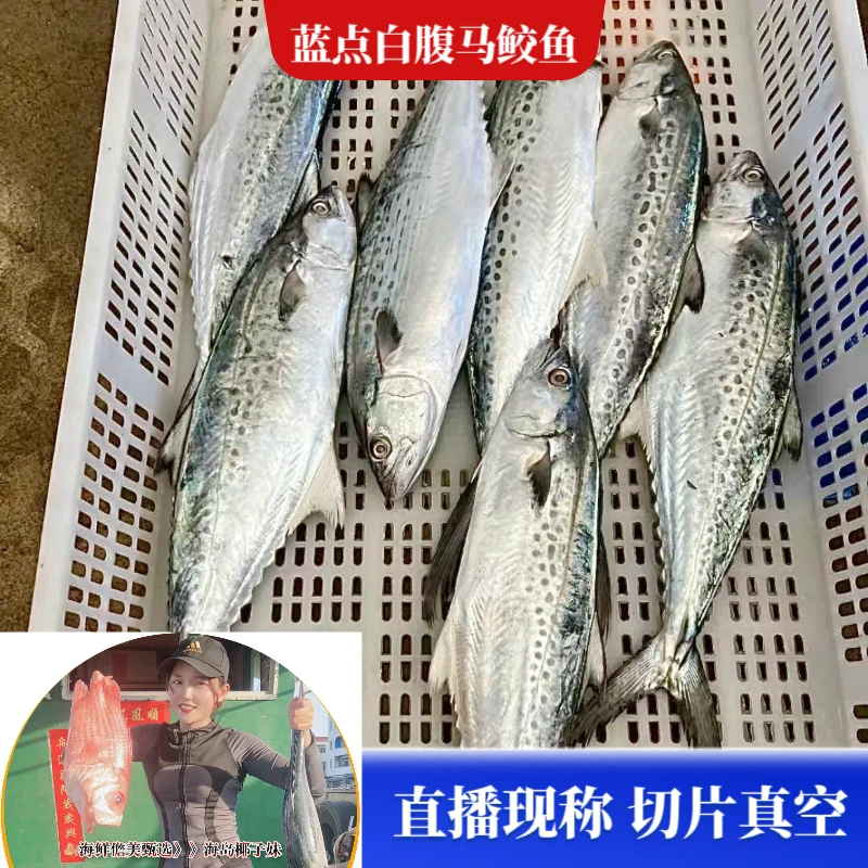 7斤扁鲛【蓝点白腹马鲛鱼】海南新鲜深海捕捞 切片真空 白腹马鲛鱼