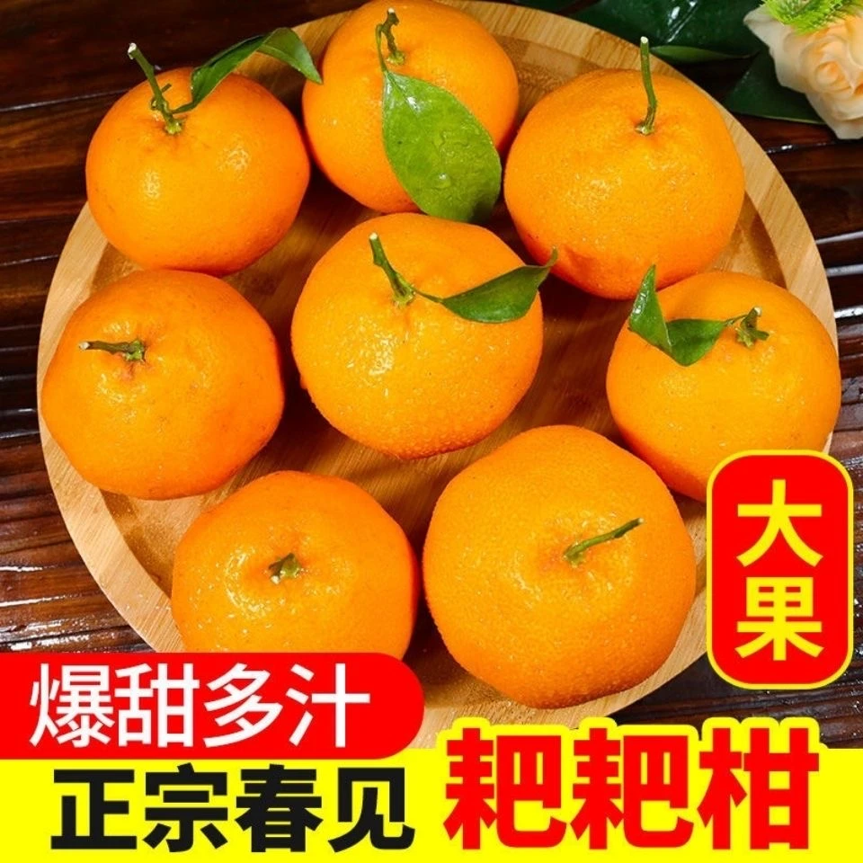 【现摘现发】正宗春见耙耙柑四川应季新鲜水果爆甜多汁耙耙柑橘子
