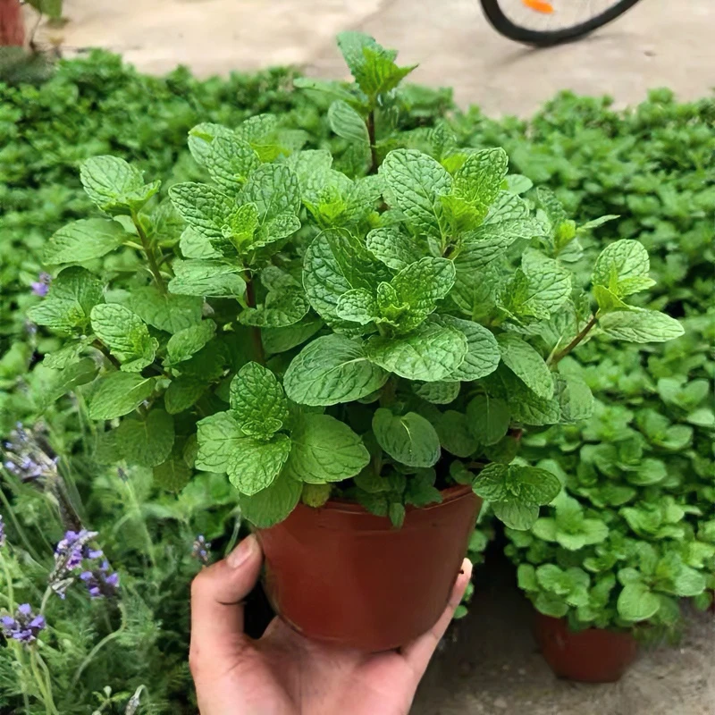 薄荷种子四季种易活开花不断春季秋季多年生阳台小院盆栽种植简单