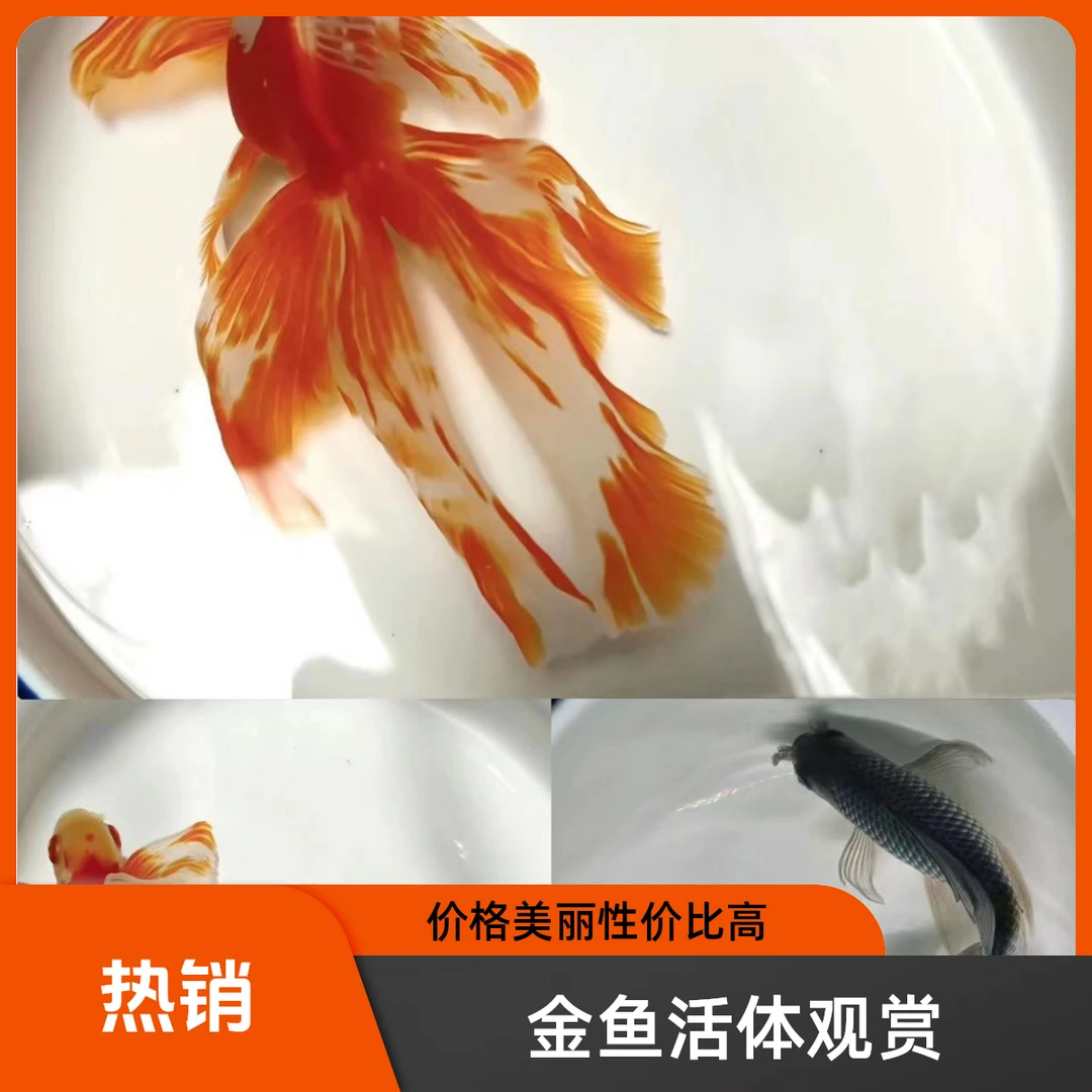 传统文鱼凤高大尾飘逸冷水鱼淡水鱼