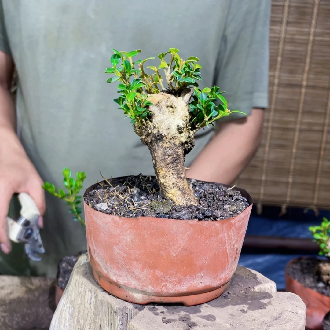 红陶20CM（含）-50CM（不含）贵**物