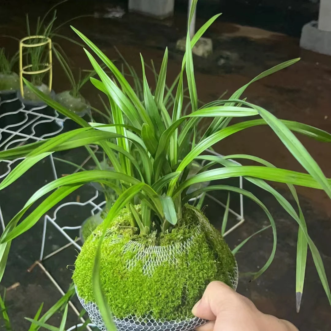 高品质莲瓣1号盆栽