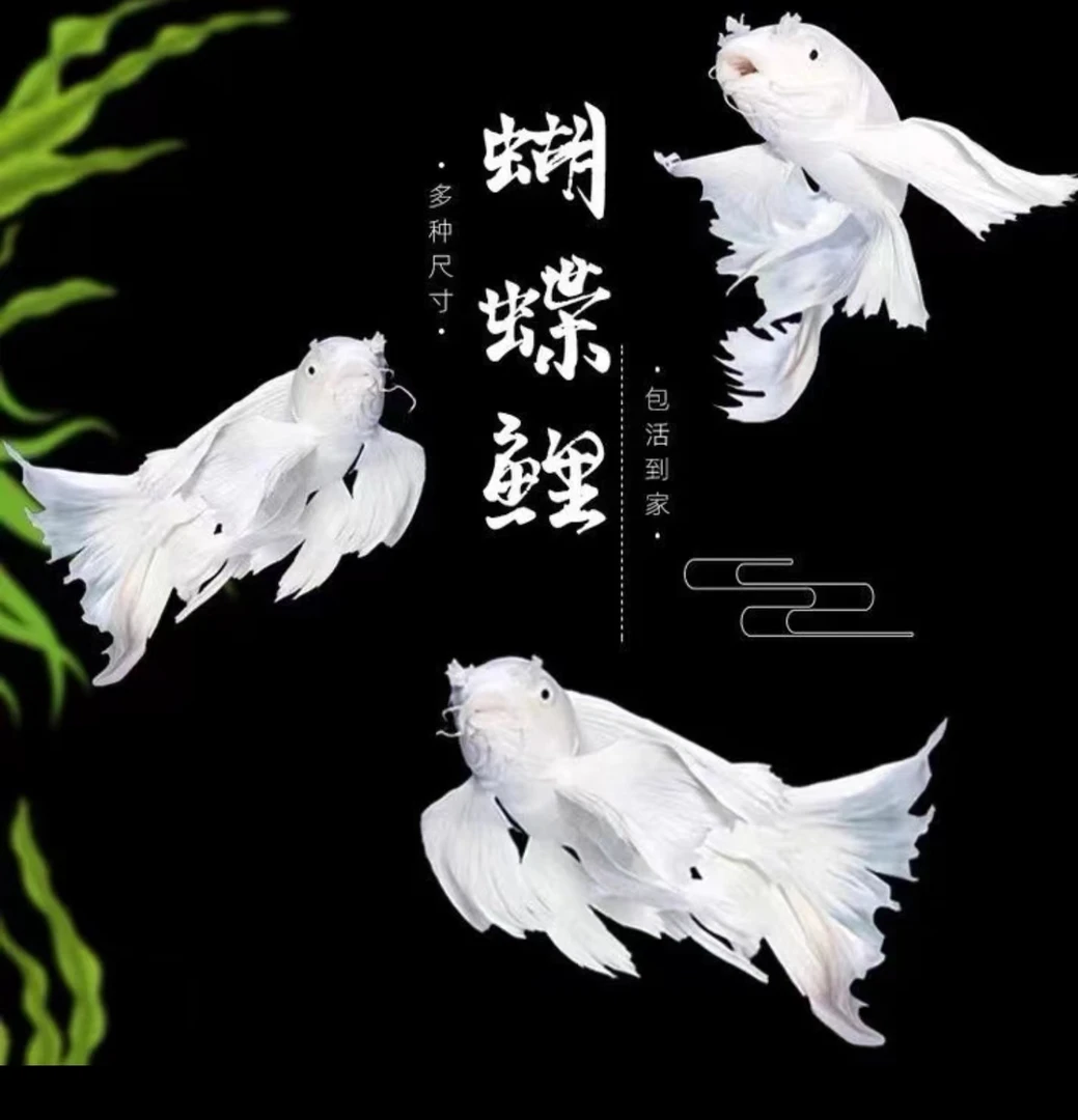 二号链接观赏鱼精品蝴蝶鲤冷水鱼好养耐活