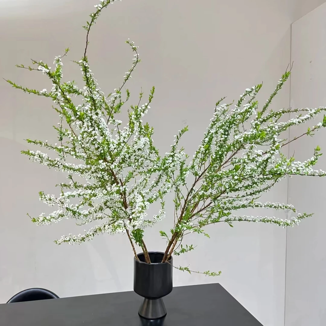 【元旦迎新】精品雪柳新鲜应季花材花期久家庭瓶插云南基地直发包邮
