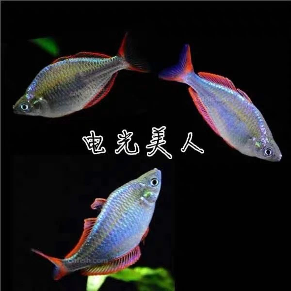 包顺丰电光美人鱼热带观赏鱼新手鱼缸入门易养活澳洲彩虹鱼淡水