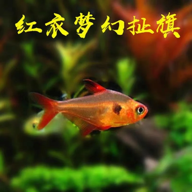 红衣梦幻旗灯鱼热带观赏鱼淡水小型灯科扯旗鱼草缸群游