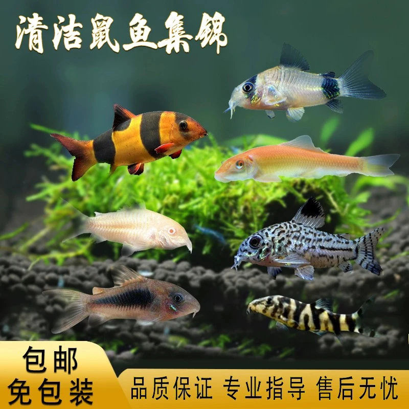 鼠鱼金线金鼠三间鼠黑鼠黑金红头鼠金翅珍珠鼠茉莉豹鼠南美