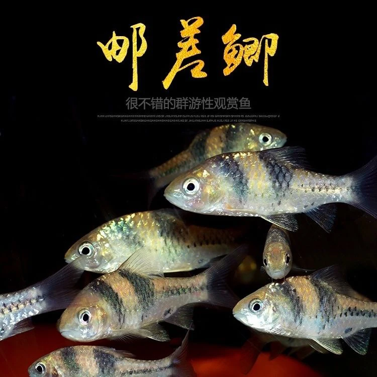 邮差鲫鱼印尼进口原生观赏鱼淡水鱼低温鱼T字鲫
