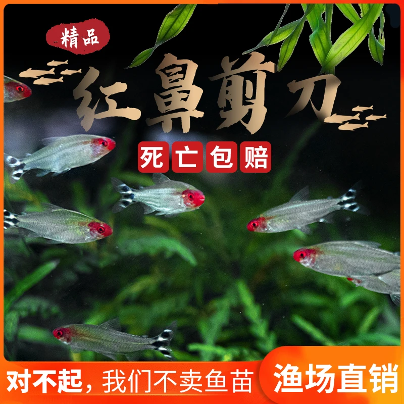 红鼻子灯鱼活体鱼热带观赏鱼淡水群游之王混养小型鱼水族鱼群