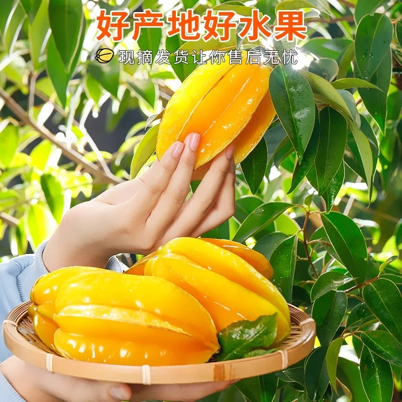 福建漳州甜杨桃树熟自然采摘杨桃酸甜新鲜水果皮薄肉厚清甜
