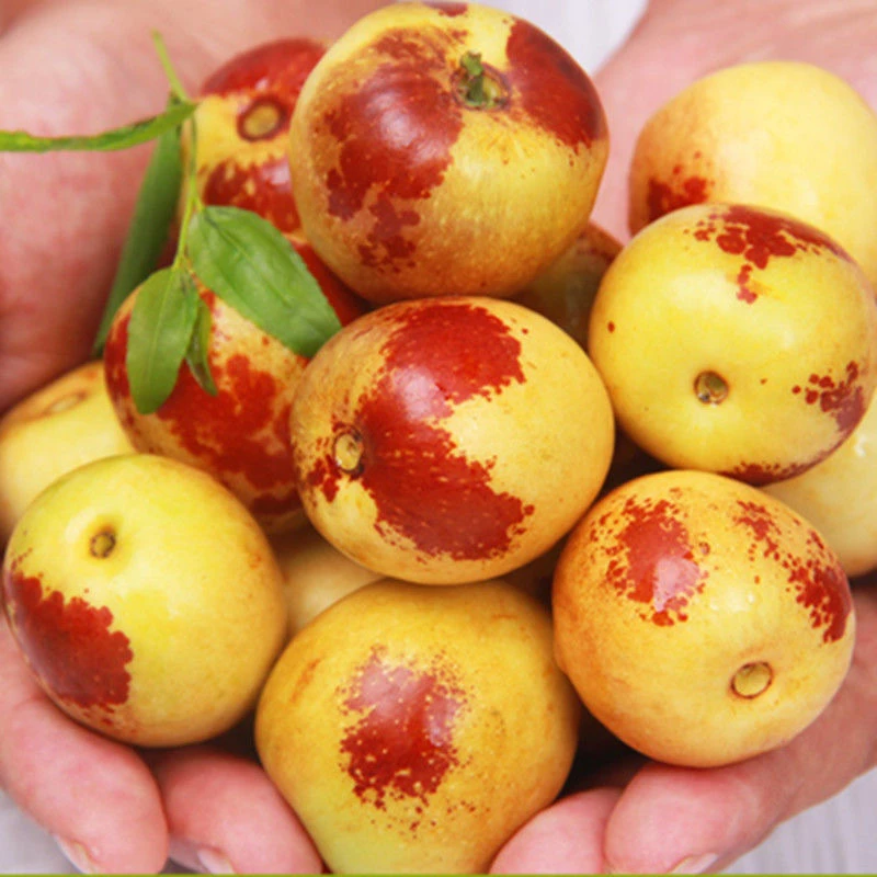 大荔冬枣新鲜4斤礼盒装现采现发鲜脆甘甜孕妇果清甜香甜中秋皮薄