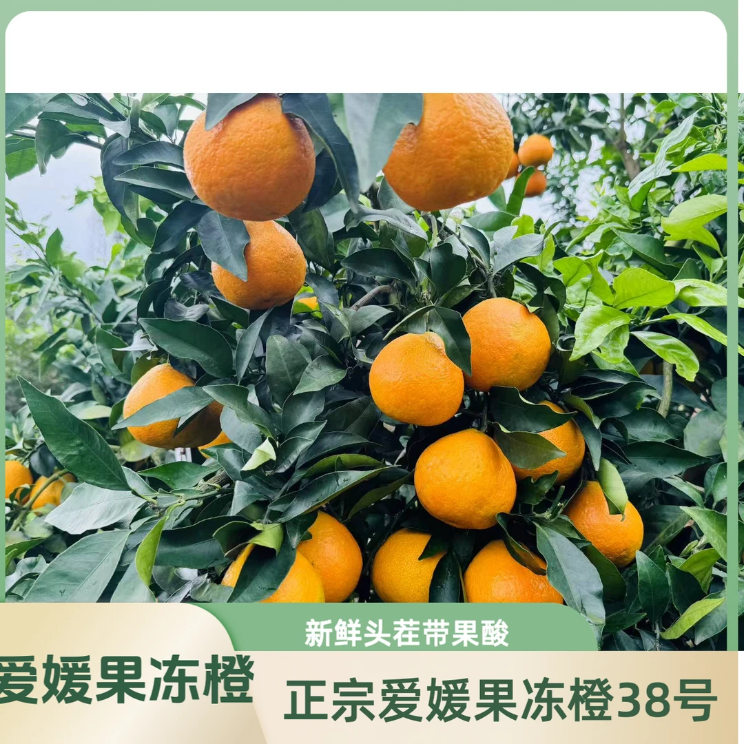 【坏果包赔】四川爱媛38号果冻橙薄皮手剥橙子脐橙孕妇应季新鲜水果