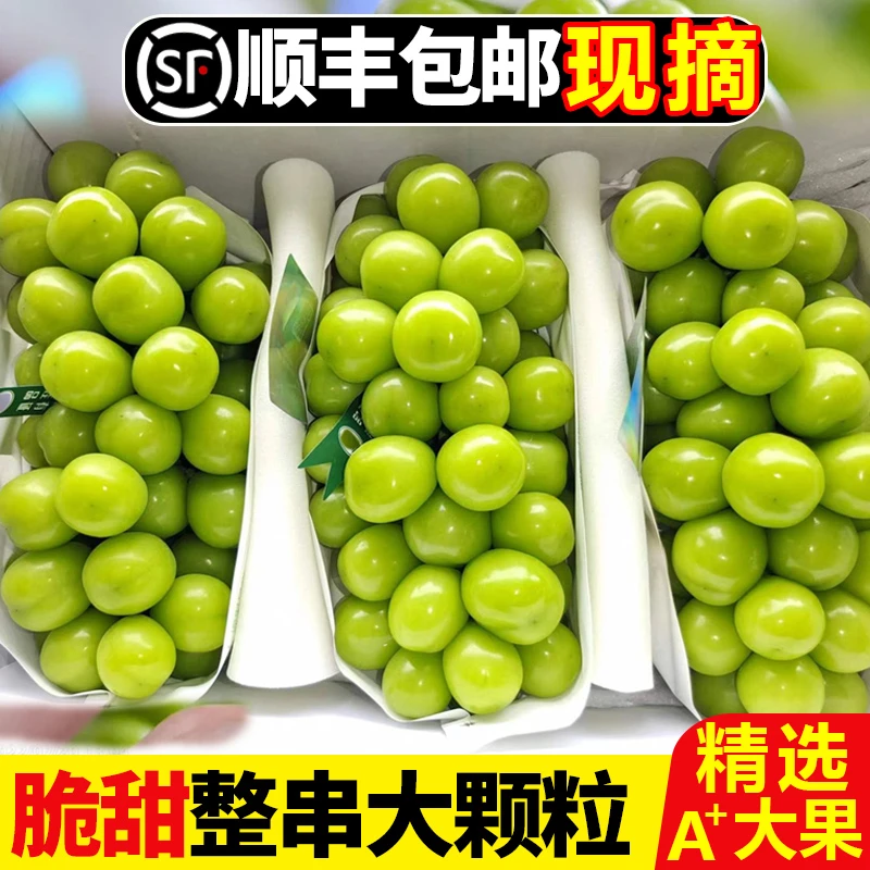 【顺丰包邮】高原阳光玫瑰葡萄晴王水果新鲜应当季葡萄青提子整箱