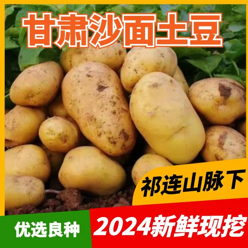 2024现挖新鲜甘肃沙面粉糯土豆净重包邮粉面洋芋马铃薯1