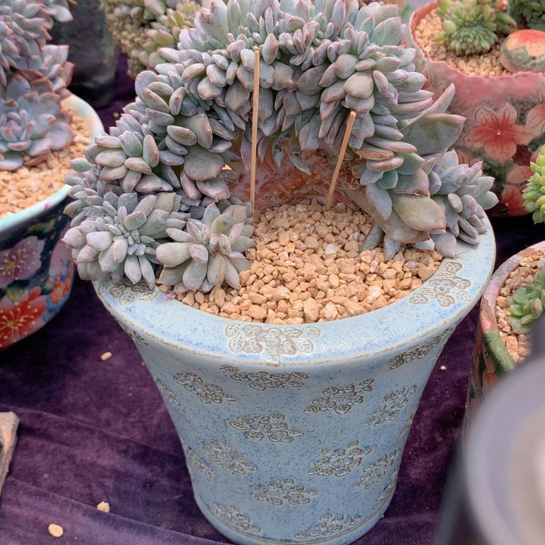 星影大鸡腿缀 福利可拍