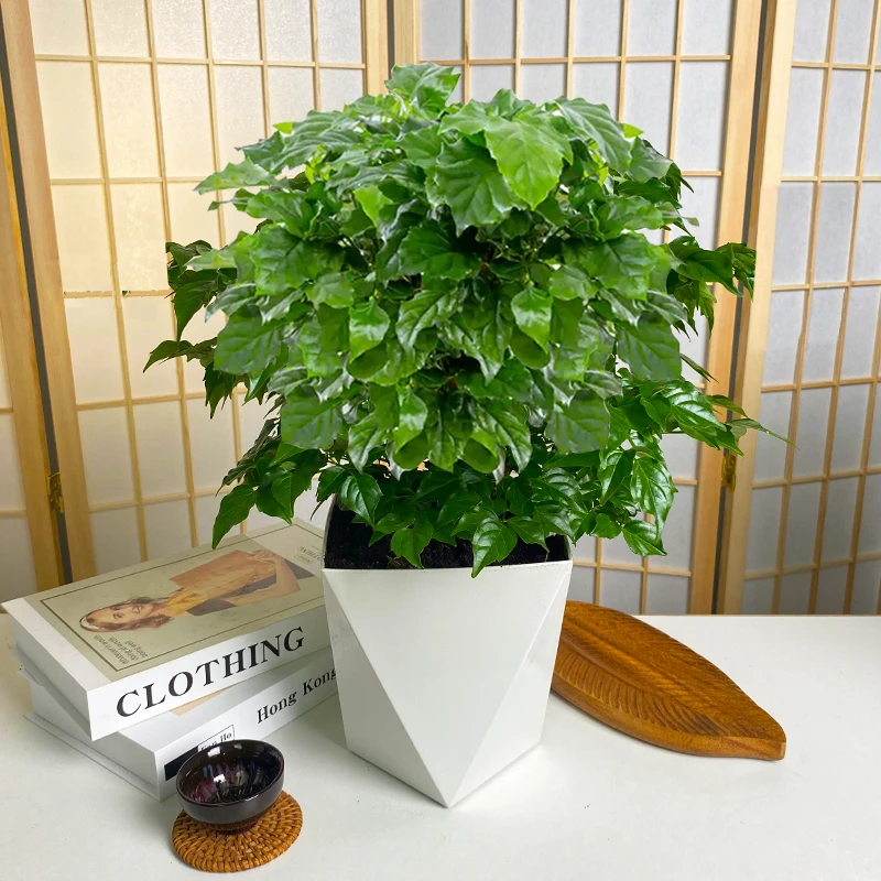【幸福树盆栽】北欧菱形胶盆盆栽好养绿植带盆室内四季常青办公室