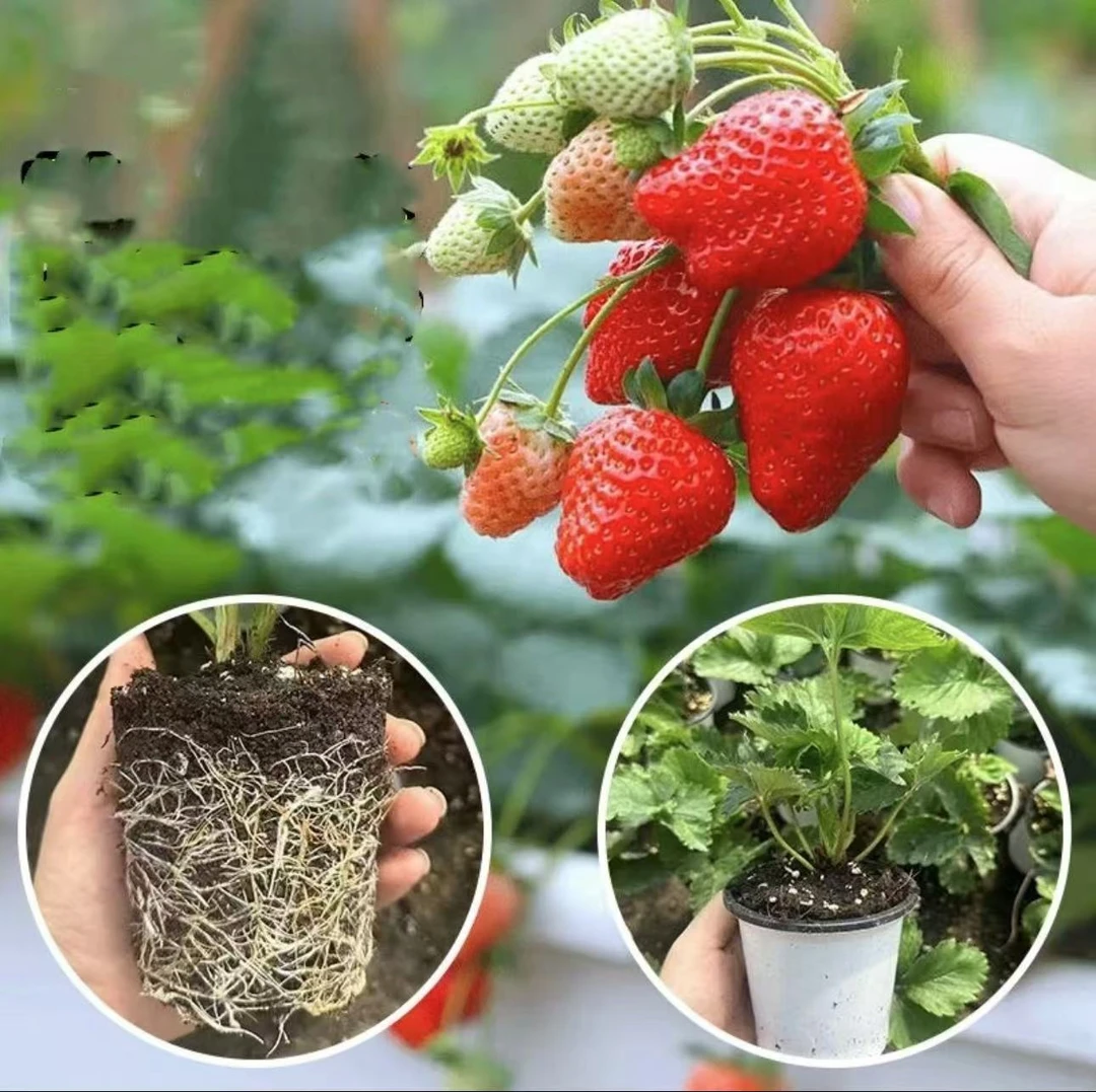 奶油草莓秧苗盆栽四季草莓苗南方北方种植当年结果