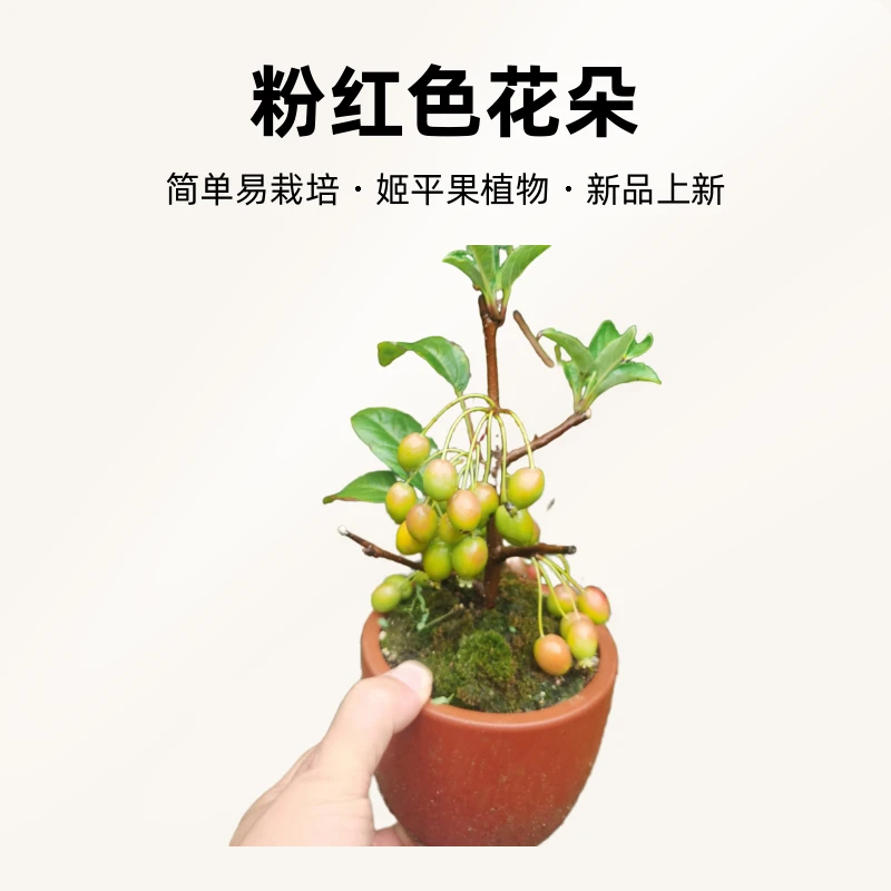 日本姬苹果姬美好南北方种植办公室桌面盆景