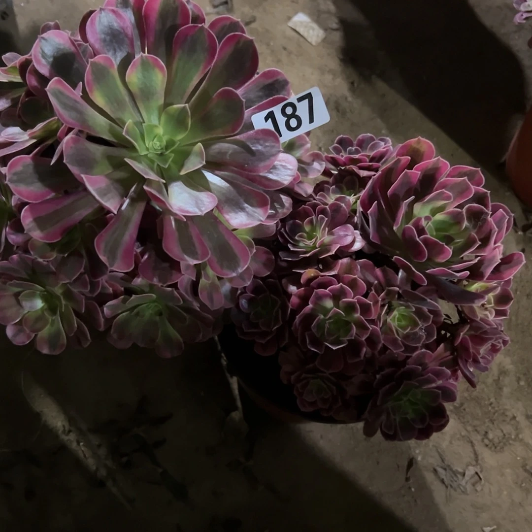 美**晴两颗多肉法师