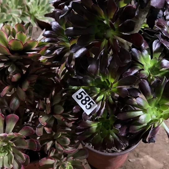 ?***?多肉植物两个