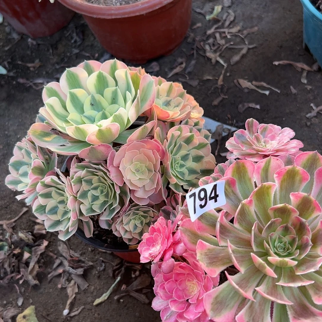 王*银多肉植物两个